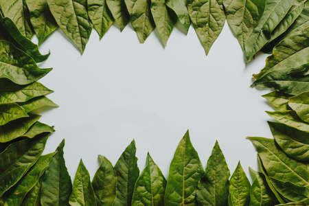 A lot of green leaves surrounding a white backgroundの写真素材