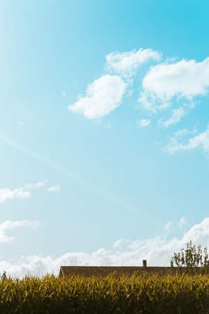 Minimalistic shot of a some ears of corn under a blue bright skyの写真素材