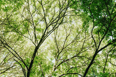 Some bright green leaves on the top of the trees during a sunny dayの写真素材