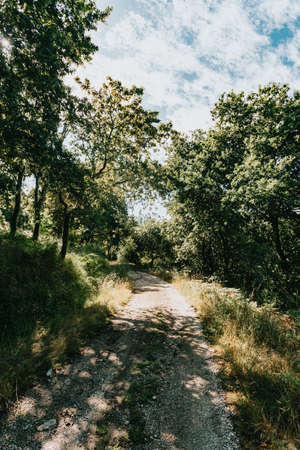 A perfect path for hiking through the forestの写真素材