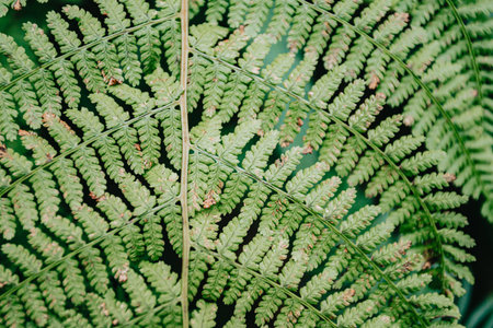 A close up of a fern with super texture