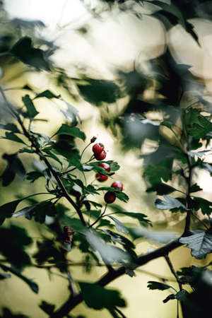 A group of cherries in the middle of the leavesの写真素材