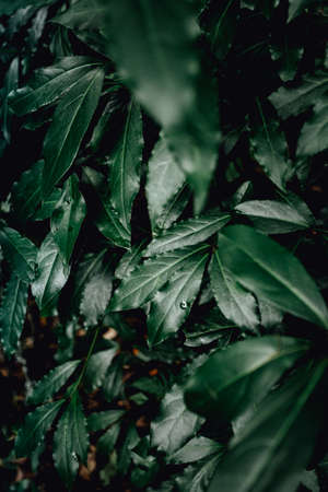 A background made of dark green leaves in the forestの写真素材