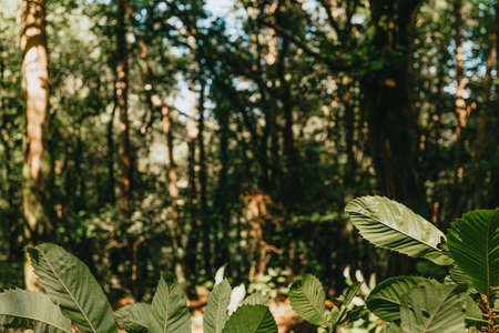 A background with trees and leaves with a lot of copy spaceの写真素材