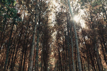 A wallpaper made of a lot of trees lined up during summerの写真素材