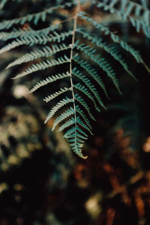 A minimalistic shot of fern in the forestの写真素材