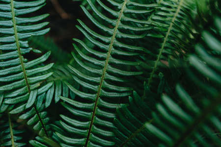 An horizontal background of some textured leafs on a bright greenの写真素材