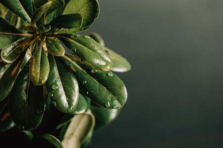 A green plant with water drops and a black background with copy spaceの写真素材