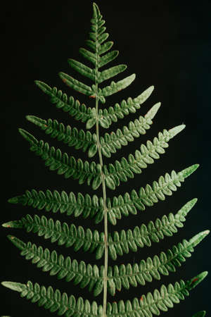 Background made of a super close up of a fern