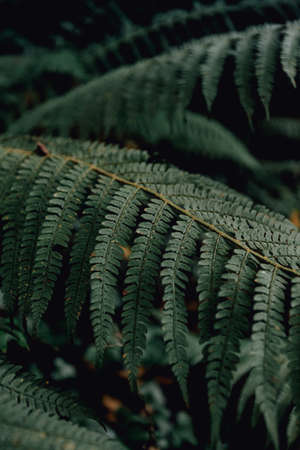Minimal view of a fern in the middle of the forestの写真素材
