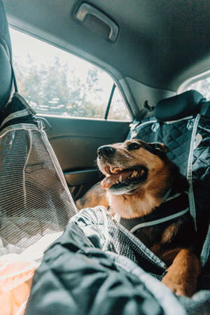 A happy dog smiling in the backseat of a car during a holidayの写真素材