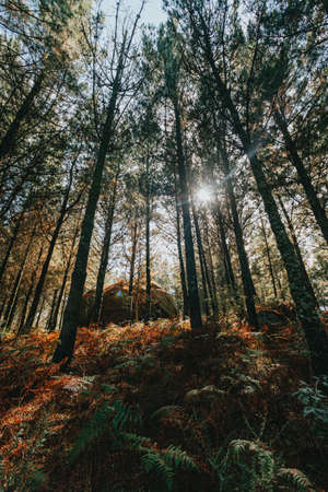 A colorful and bright shot of a giant rock in the middle of the forestの写真素材