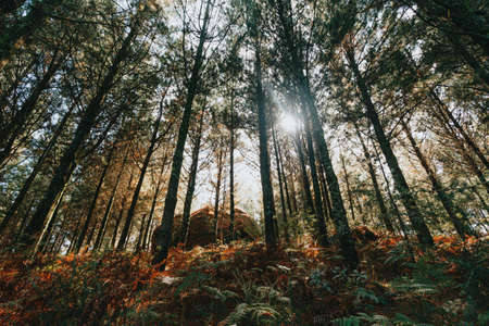 An horizontal and colorful shot of a giant rock in the middle of the forestの写真素材
