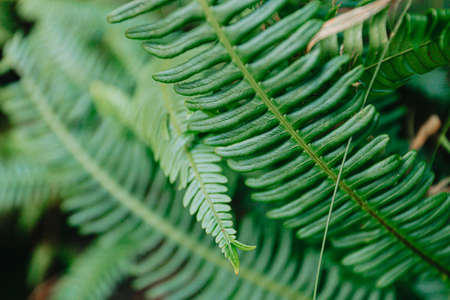 A background of some green bright leaves in the forestの写真素材