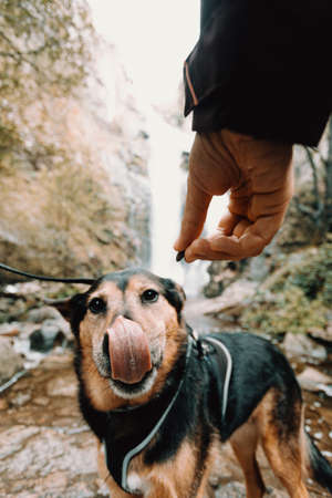 A cute dog liking his own nose in front of some foodの写真素材