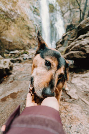 A cute dog eating from hand with a waterfall as a backgroundの写真素材