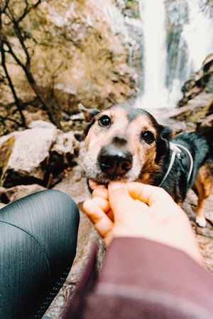 A cute dog being feed in front of a waterfall