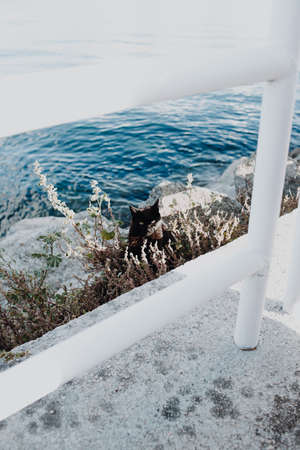 A black cat looking to camera from the rocks near the seaの写真素材