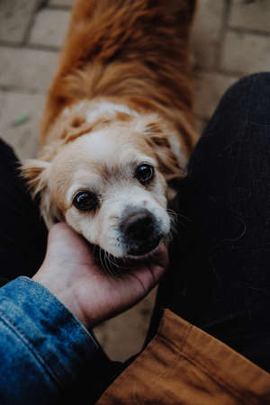 A cute small and brown dog asking for some love while looking at cameraの写真素材
