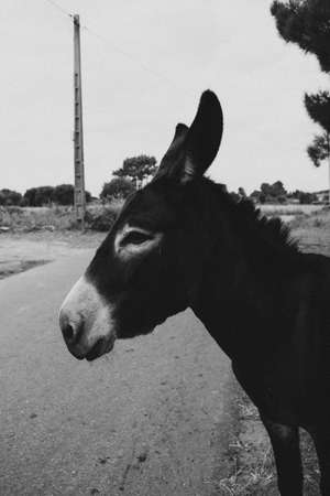 A side shot of a black donkey in the villageの写真素材