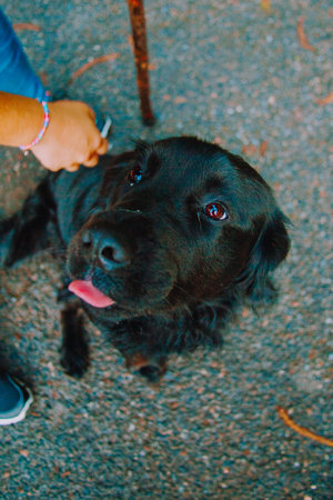 A black labrador looking to the camera during a cuddleの写真素材