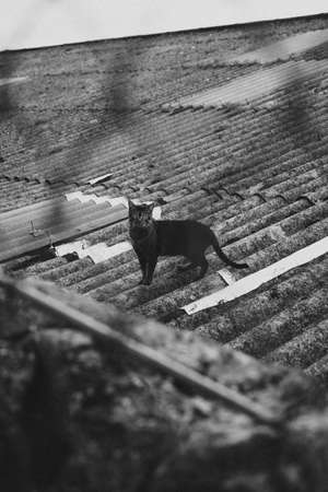 A black and white shot of a cat in a roof looking to cameraの写真素材