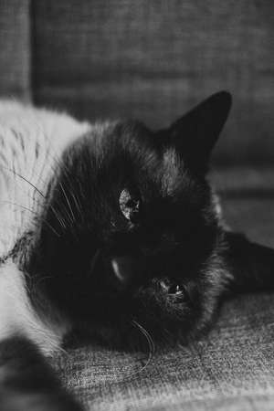 A black and white close up of a cute cat resting in the bed and looking to cameraの写真素材
