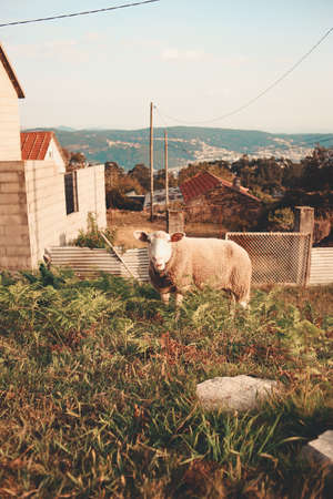 A cute sheep looking to camera from the forestの写真素材