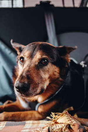 A old black and brown dog looking to camera from the back seatの写真素材