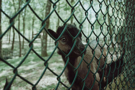 A cute baby goat looking through a fenceの写真素材