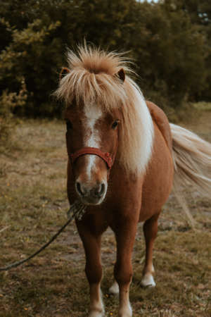 A brown pony looking straight to cameraの写真素材