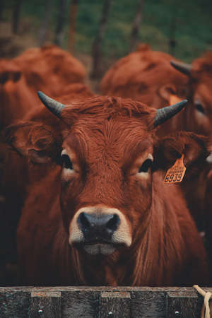 A brown young cow looking straight to cameraの写真素材