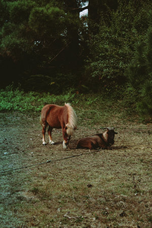 A pony and a goat resting on the grass