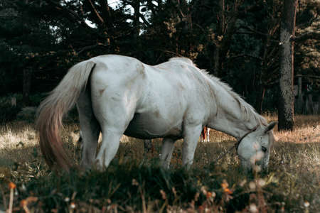 An horizontal shot of a white horse eating grassの写真素材