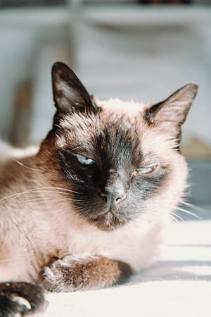An angry cat looking straight to cameraの写真素材