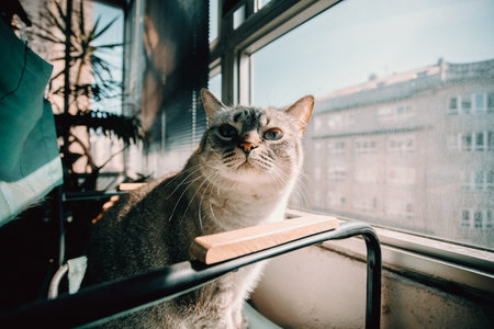 A beautiful gray cat standing over a chair during a sunny day