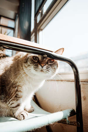 A curious cat looking to camera from a chair during a sunny dayの写真素材