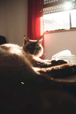 A sleepy brown and white cat looking straight to cameraの写真素材