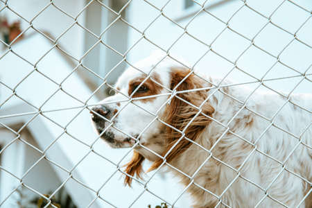 A white and brown shelter dog looking through a fenceの写真素材