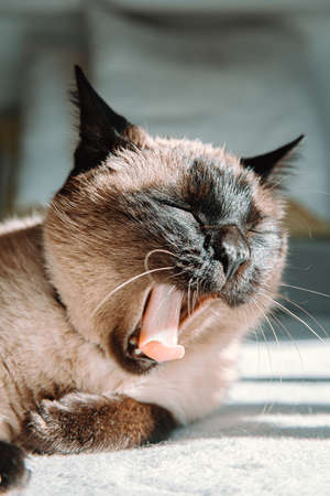 A sleepy brown and white cat yawning on the bedの写真素材