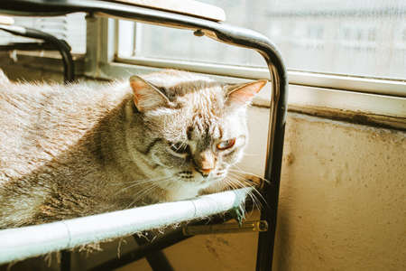 A cute gray cat resting over a chair during a sunny dayの写真素材
