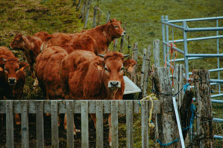 An horizontal shot of a brown cow on the pastureの写真素材