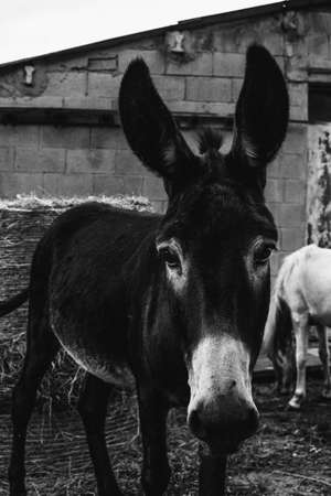 A black and white shot of a donkey with large ears looking to cameraの写真素材