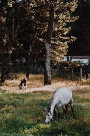 A white and a brown horse eating grassの写真素材