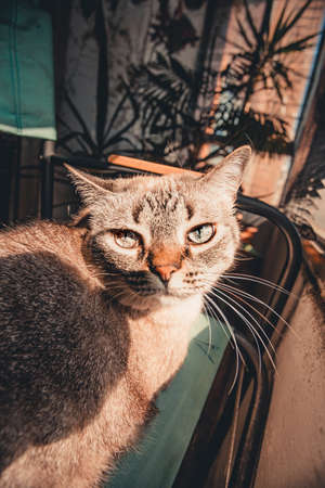 A cute gray cat looking straight to cameraの写真素材