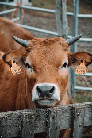 A close up of a brown cattle looking straight to cameraの写真素材