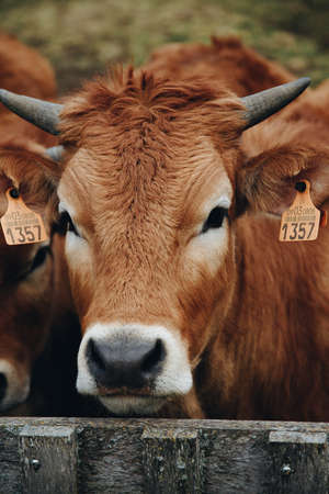 A close up of a brown cattle looking straight to cameraの写真素材