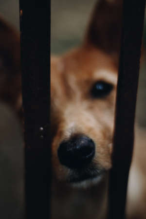 A cute dog sniffing through the fence with his big noseの写真素材