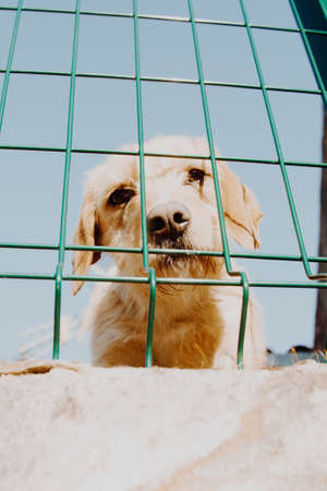 A cute brown dog looking to camera through a fence during a sunny dayの写真素材