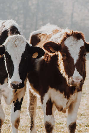 Two baby cows resting and looking straight to cameraの写真素材
